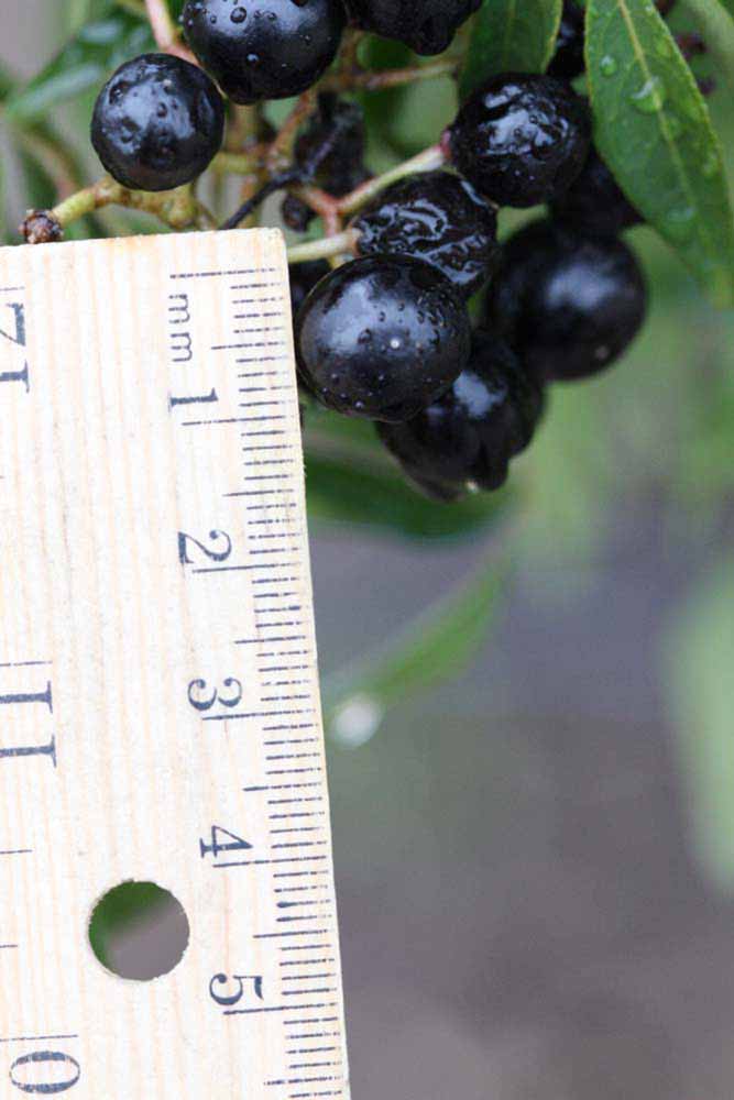              Fruit (Riverside, CA)       